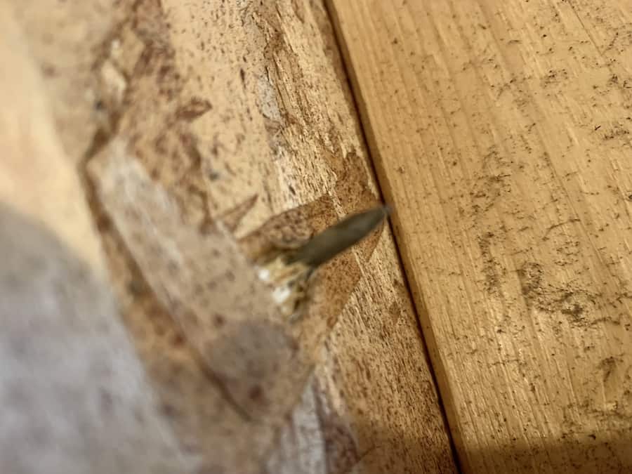 Nail in chicken coop wall before being grinded down.