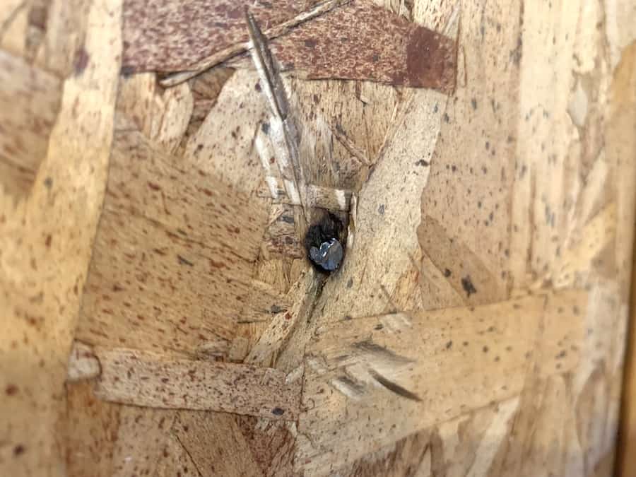 Nail in chicken coop wall after being grinded down.