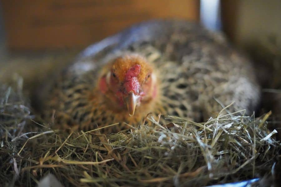 A broody hen sitting in straw, which can be a reason why chickens stop laying