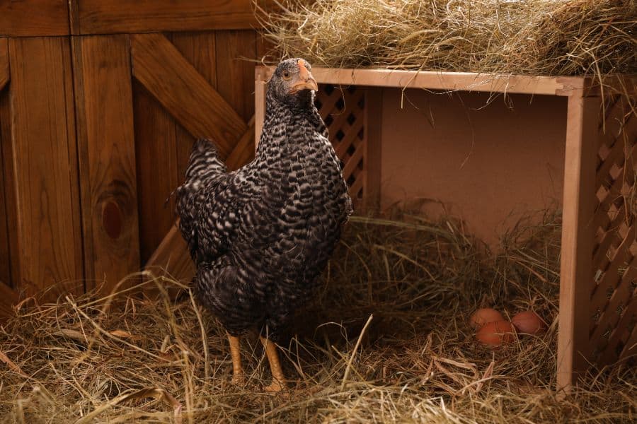 A Plymouth Rock chicken standing next to three eggs in straw.