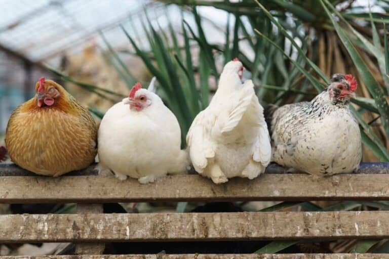 Four chickens sitting on a roosting bar