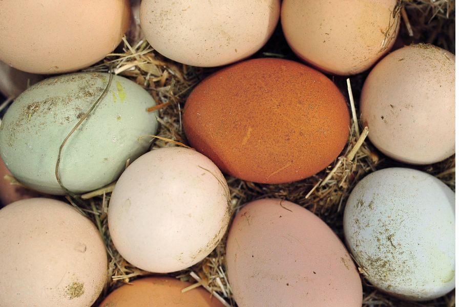 Assorted coloured eggs from various backyard chickens. 