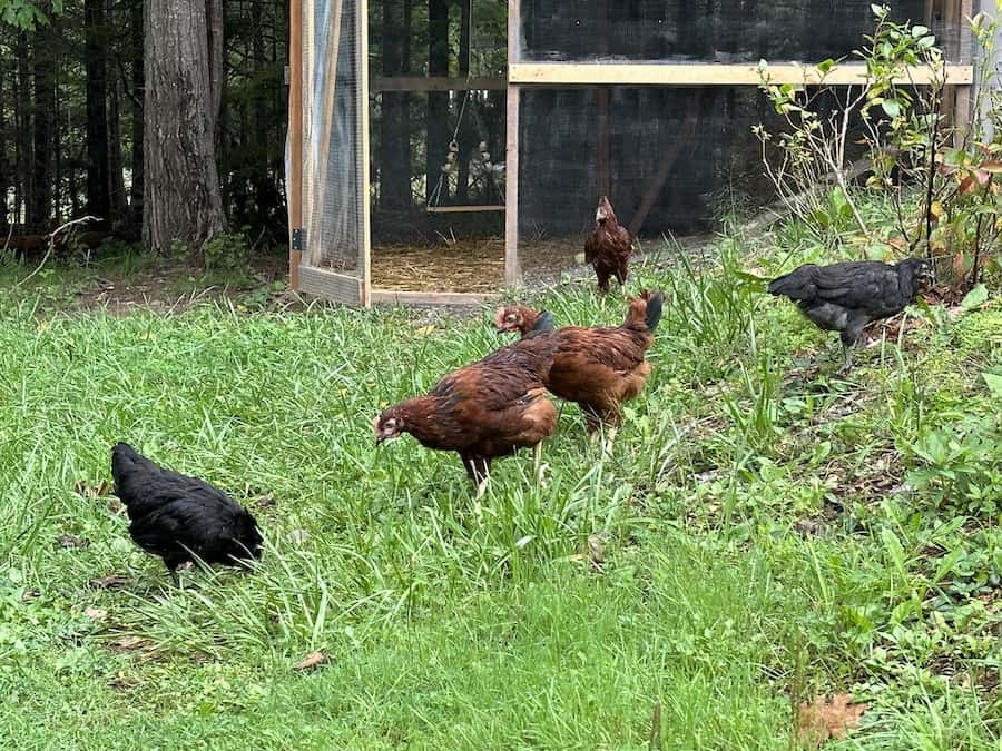 Introduce new chickens to flock: 5 Hens in flock, free-ranging outside before the new pullets are introduced. 