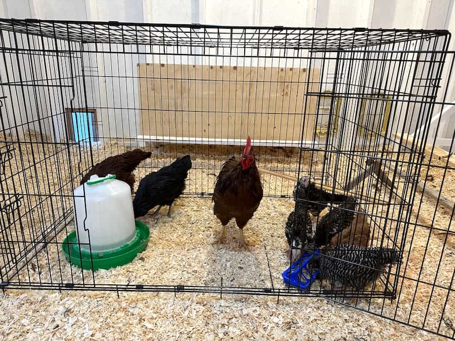 Introduce new chickens to flock