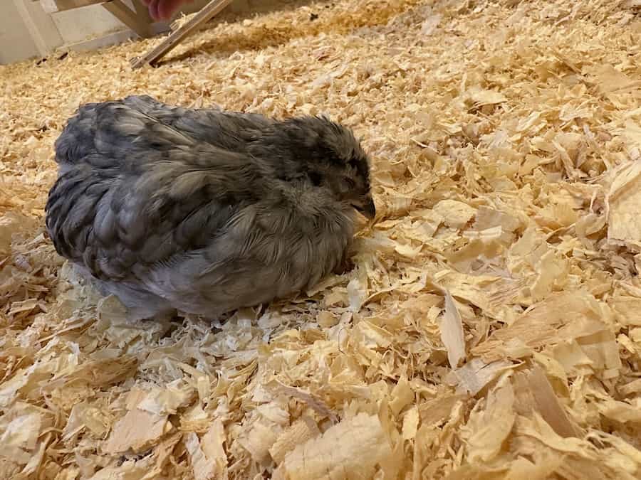 Our grey Ameraucana chicken, Earl, who caught coccidiosis and is all hunched up. 