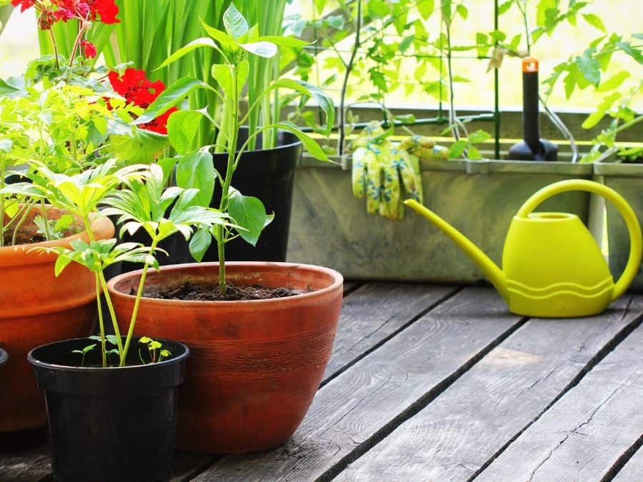 vegetable and flower plant pots on a balcony with a lime green watering can. 