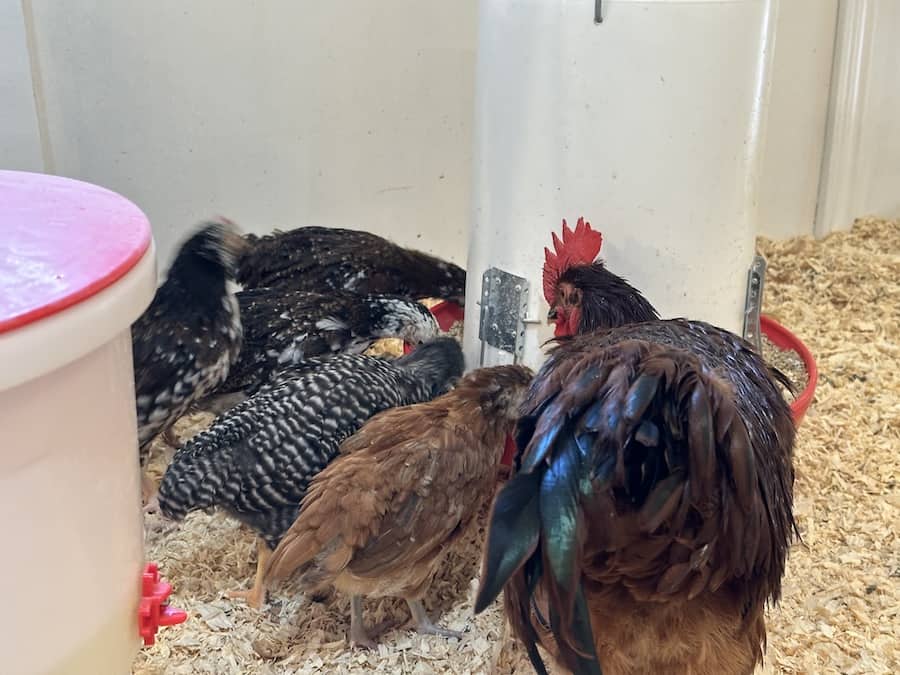  Benefits of having a rooster: Rhode island red rooster eating food with many pullets. 