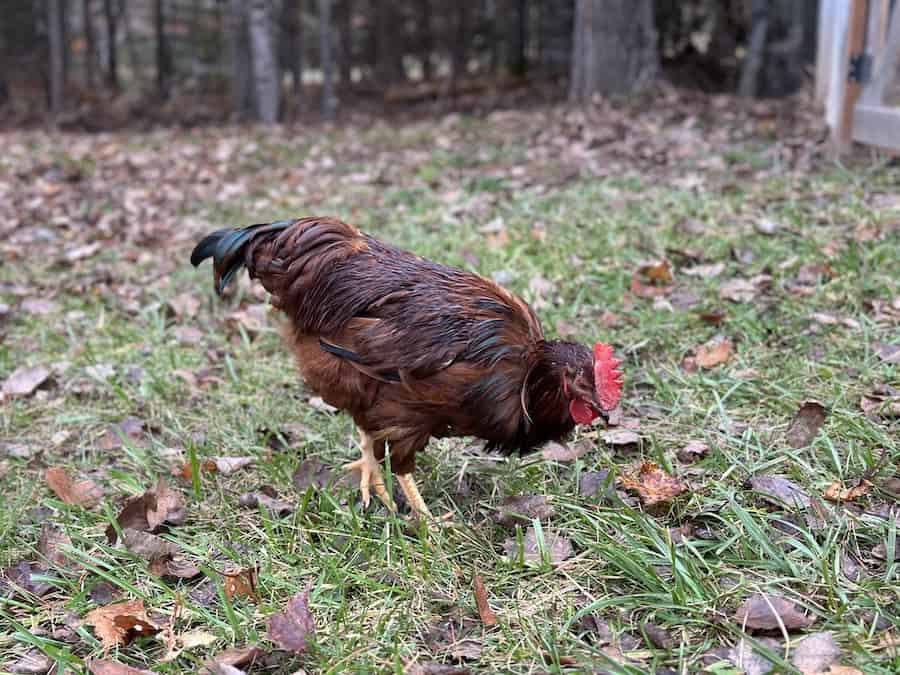 Rhode island red rooster foraging for bugs in grass. 