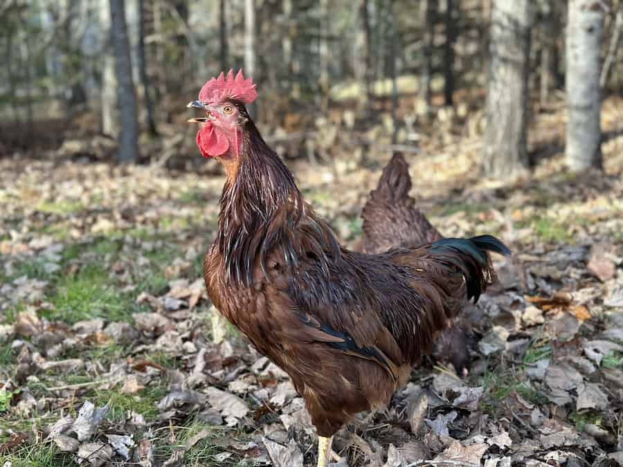  Benefits of having a rooster: Rhode island red rooster crowing. 