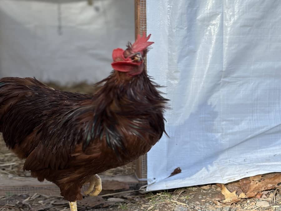 Benefits of having a rooster:  Rhode island red rooster outside shaking its comb and wattle. 