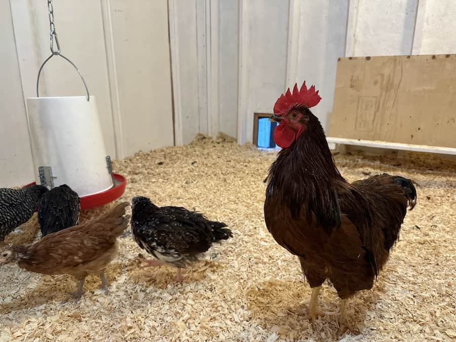 Rhode island red rooster inside coop with a few pullet chickens around him