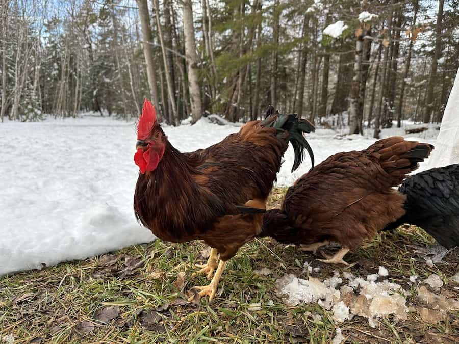 Having a rooster, (Rhode island red breed) protecting his hens. 