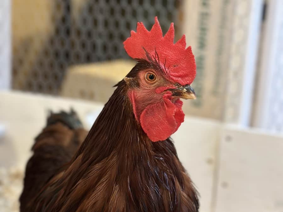 Rhode island red rooster close up photo.
