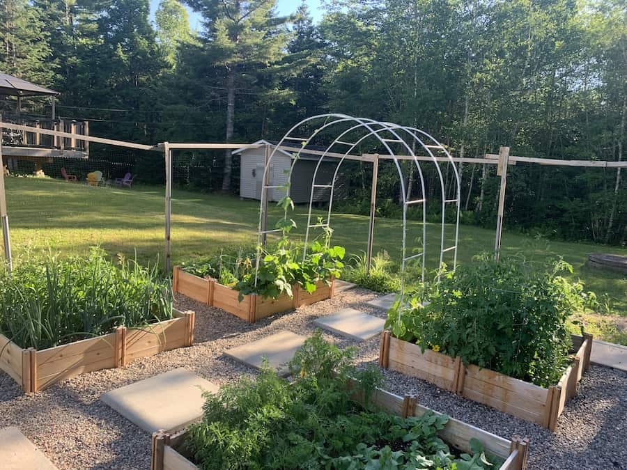 Homestead Fox's garden with four garden boxes full of veggies and two white arbours. 