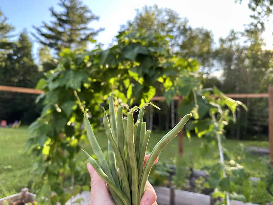 Green beans in our garden that we use to cook from scratch. 