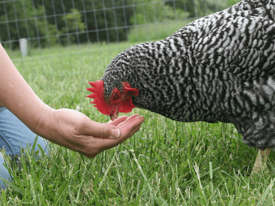 A Plymouth barred rock backyard chicken eating out of humans hand. 