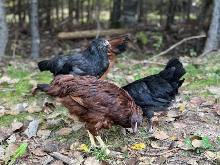 7 Reasons Why You Should Get Backyard Chickens
