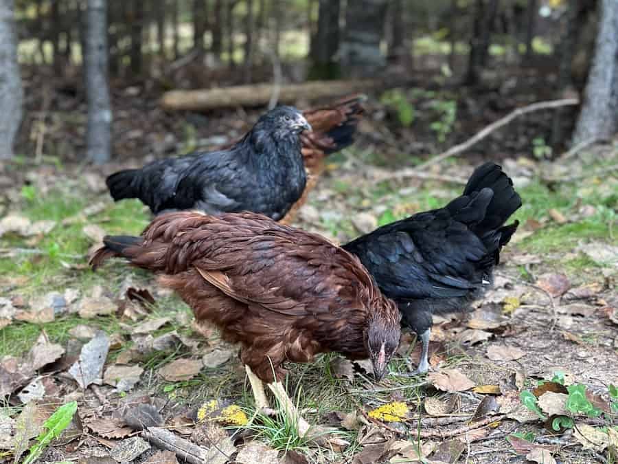 3 backyard chickens free-ranging. One Rhode island red and two Ameraucanas.