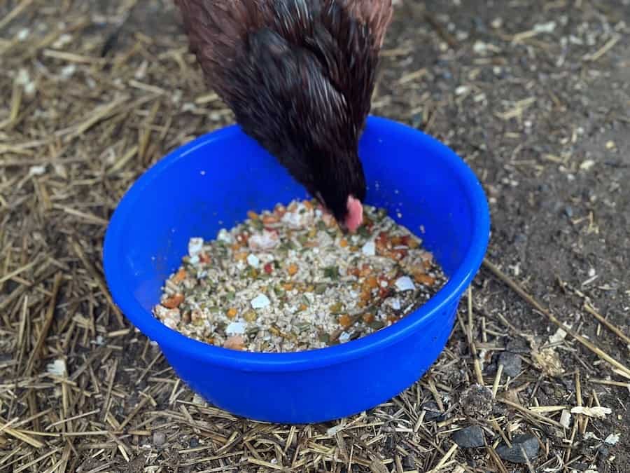 A backyard chicken eating out of a blue bowl full of kitchen leftover food scraps.