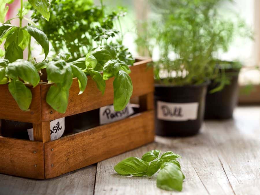 Homesteading in your apartment ideas: basil, dill and parsley in planter pots inside an apartment. 