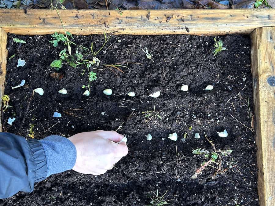 Rows of garlic cloves in soil with Arthur's hand placing a clove into the row.