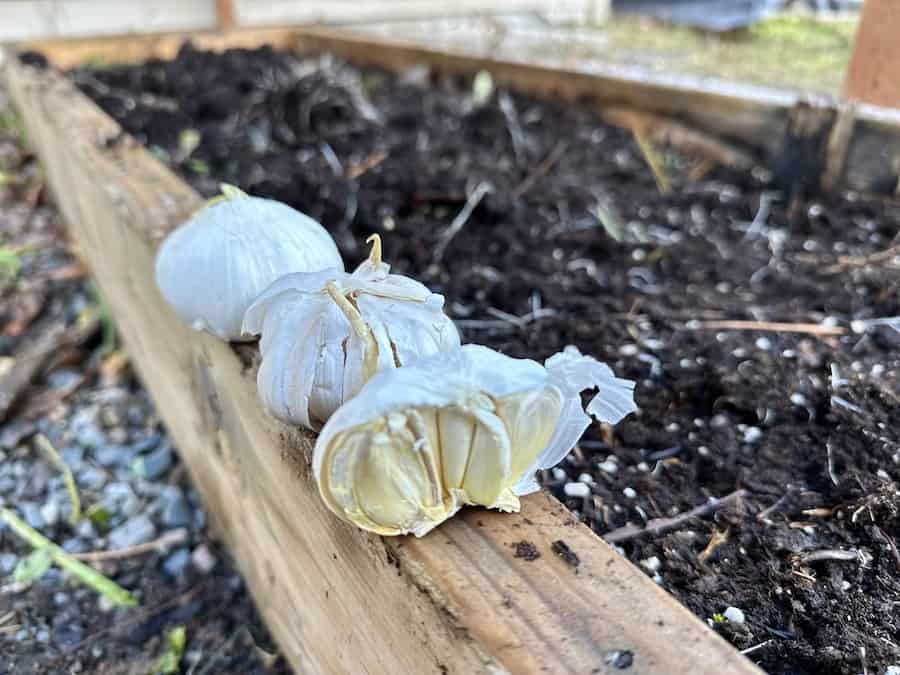 Two and a half bulbs of garlic sitting on a wooden garden bed.