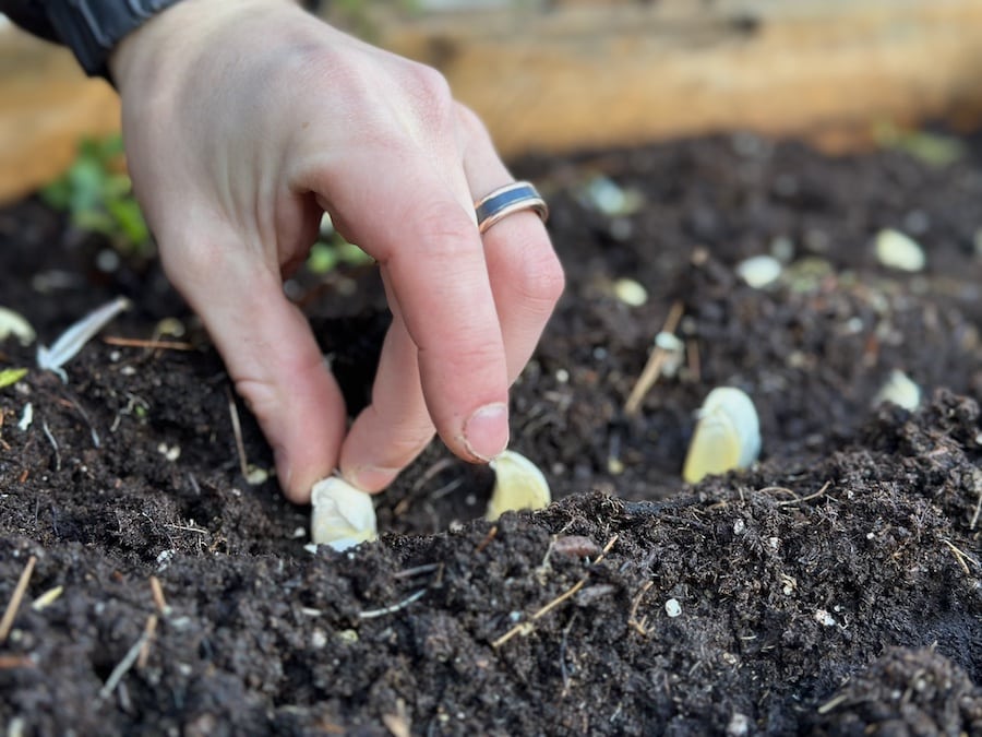 A close up of Arthur's hand planting garlic cloves into the soil.