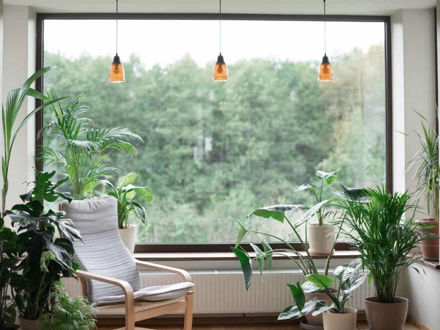 Homesteading from your apartment: A chair infront of a window with numerous plants around.