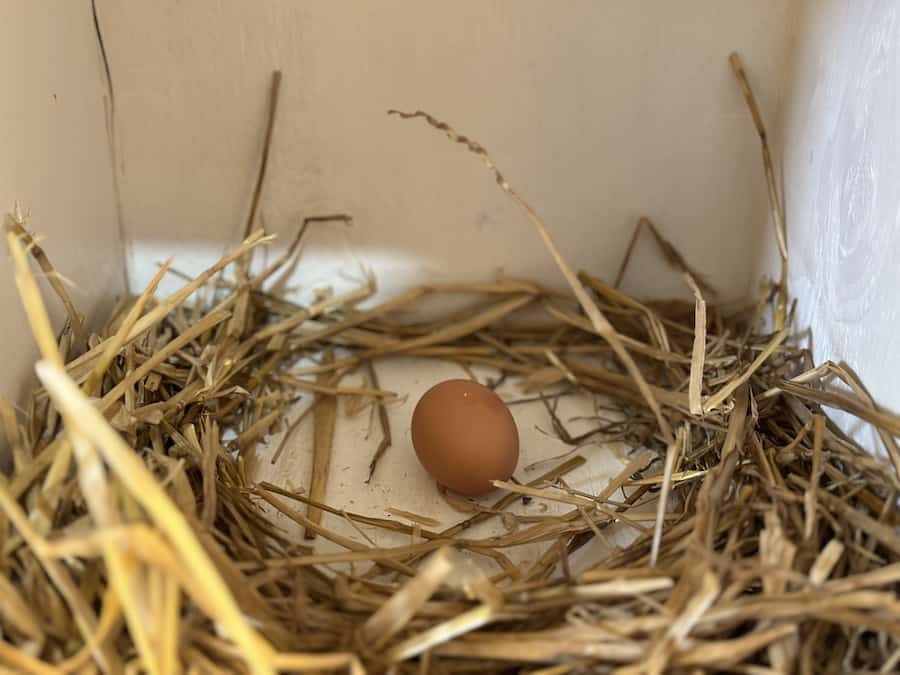 A brown egg in straw in a white nesting box