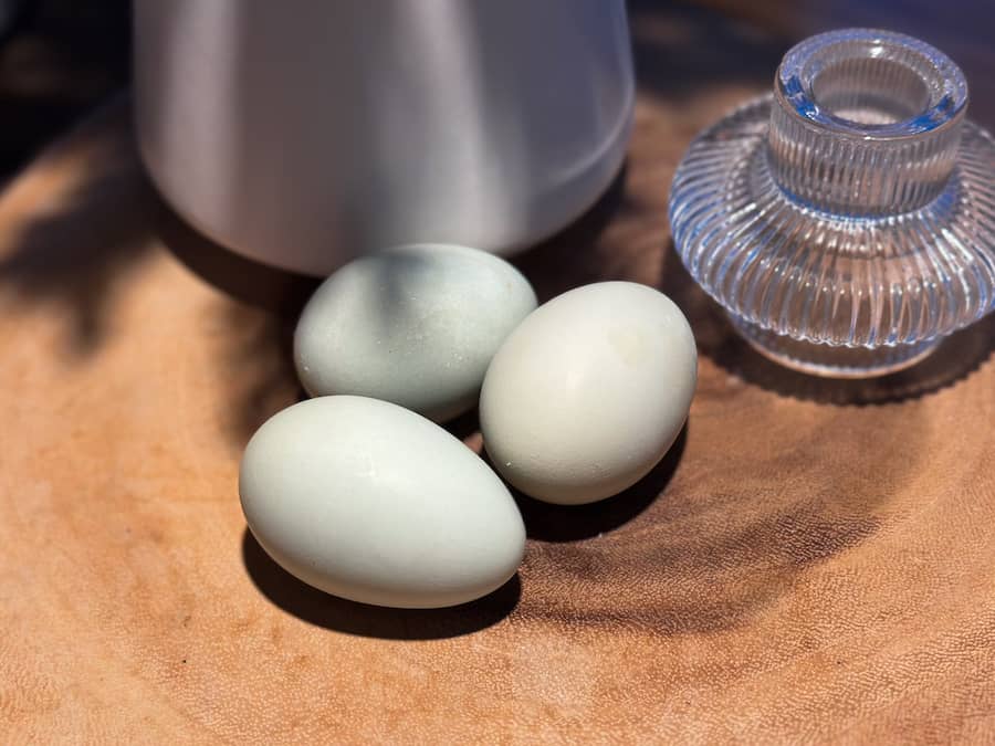 Different coloured chicken eggs: 3 blue eggs on a wooden table. 
