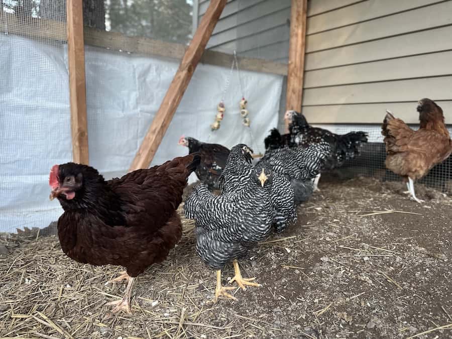 Chickens in a chicken run