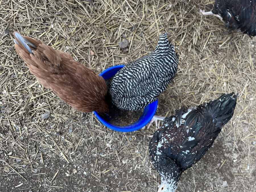 Two chickens eating out of a blue bowl. One other chicken roaming around them.