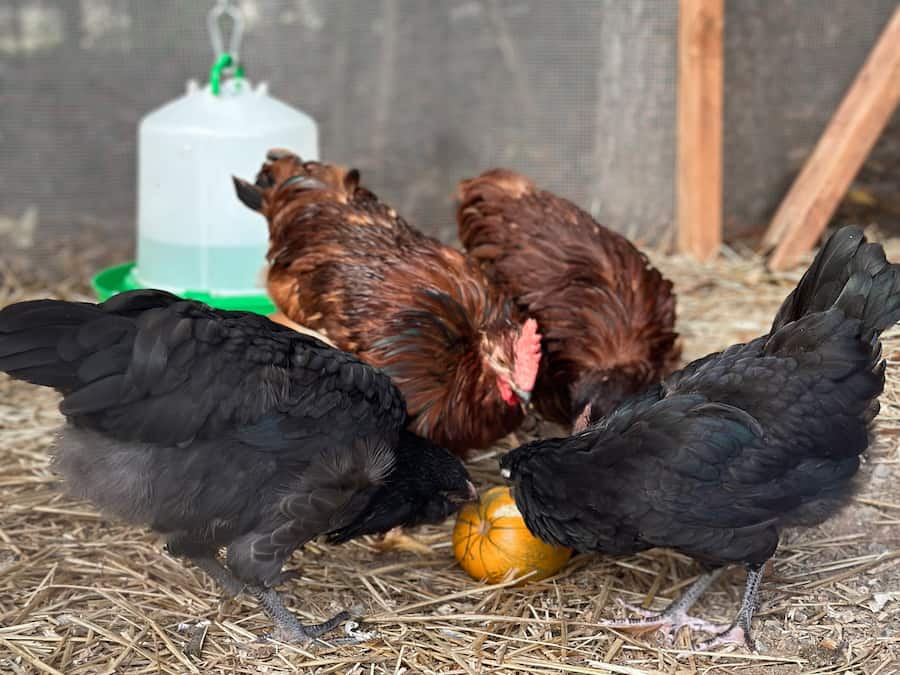 Four chickens eating a pumpkin