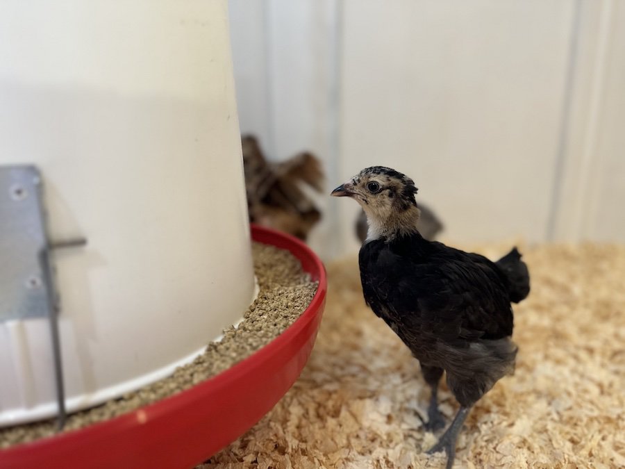 6 Week old chick eating out of feeder.