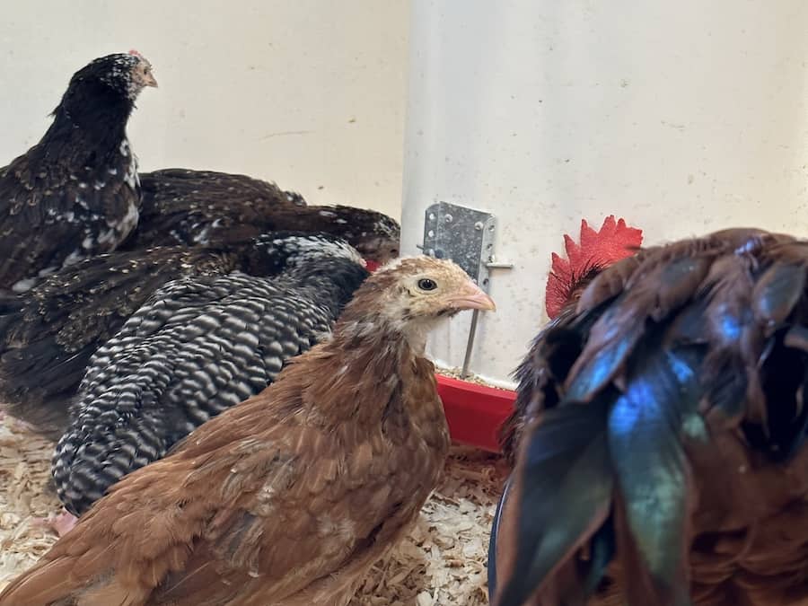 Pullet chickens eating.