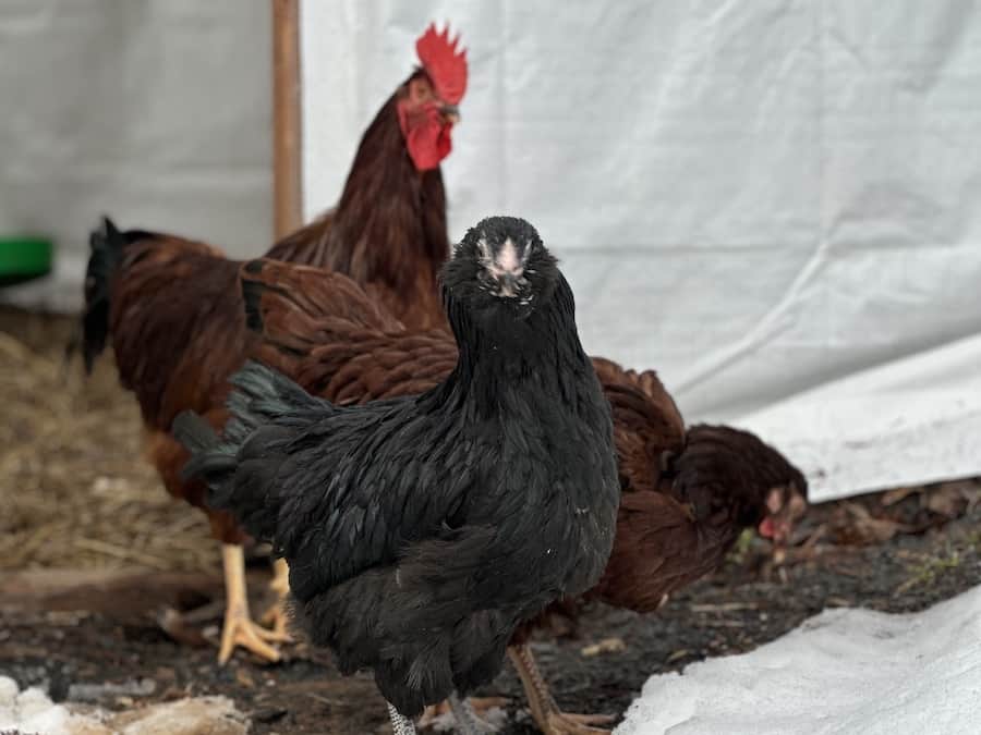 Adult chickens free ranging. 