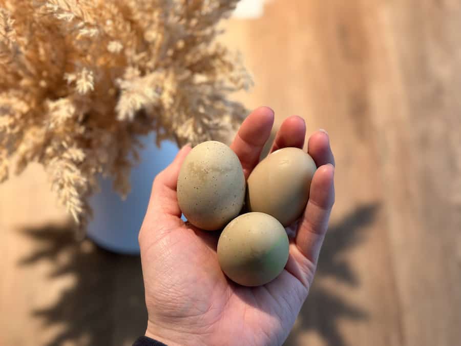 Different coloured chicken eggs: 3 Olive green eggs in Julia's Hand. 