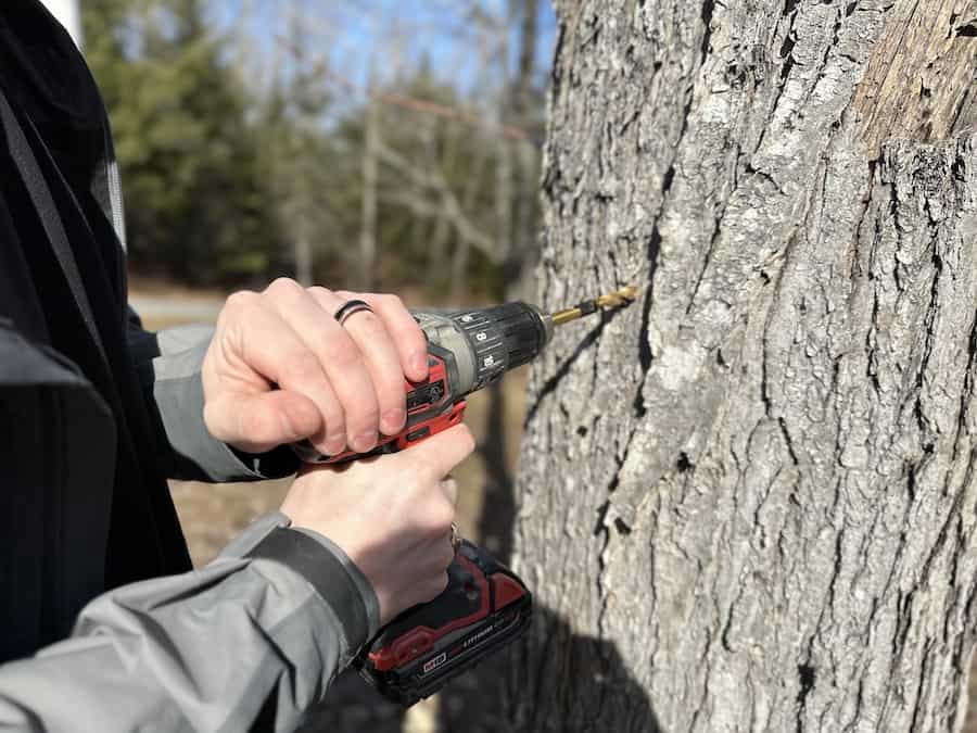 Arthur drilling a hole into a maple tree to tap it.