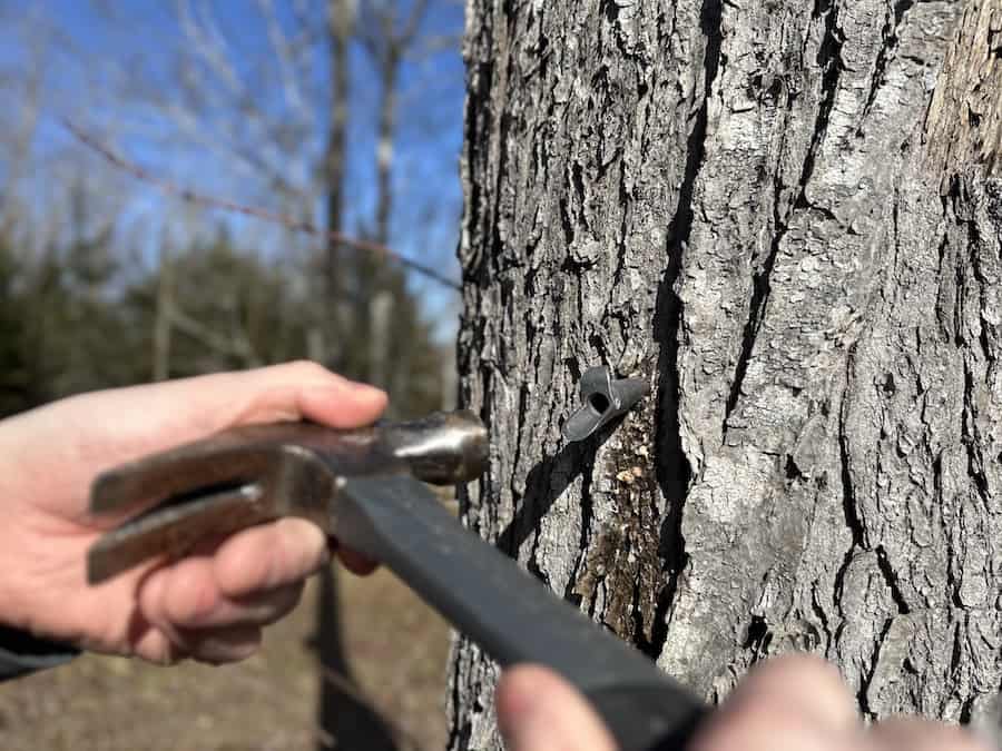A hammer about to hit a metal spile into a maple tree.