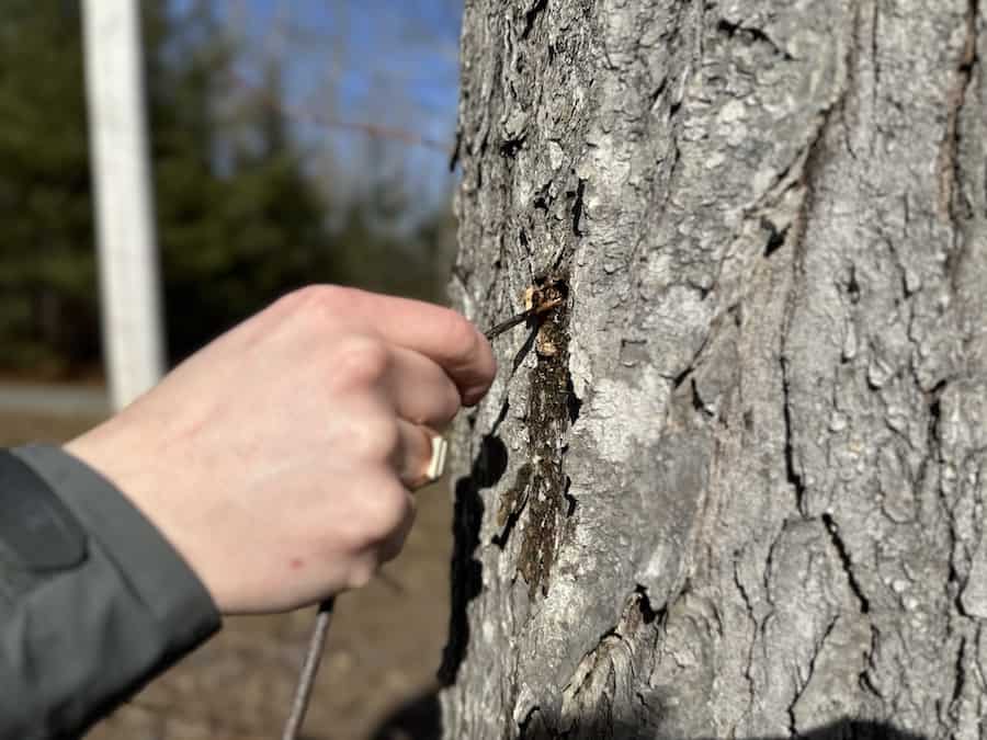 Arthur using a stick to clean out the hole in the tree: tap maple trees