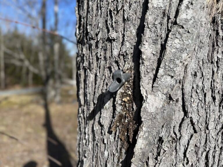 A metal spile in a maple tree.