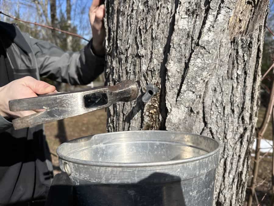 Hammering in a metal spile into a maple tree with a metal bucket below it.