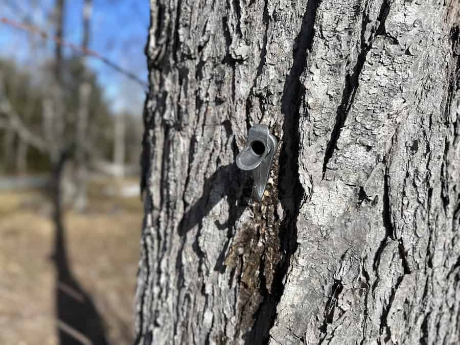 A metal spile in a maple tree: tap maple trees