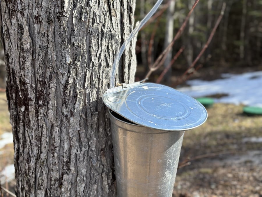 A metal bucket hanging on a maple tree: tap maple trees