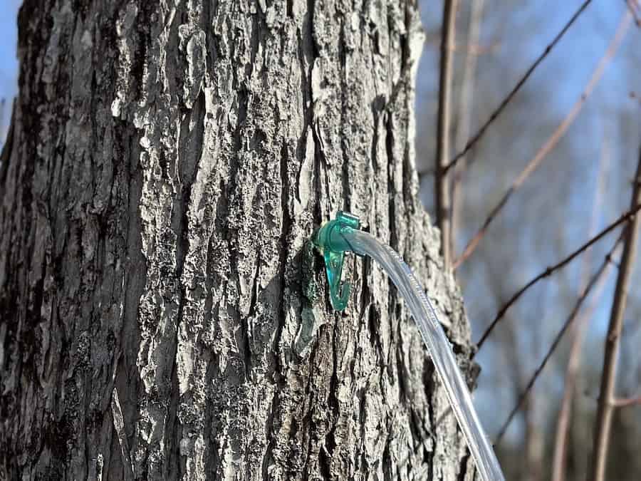 A green plastic spile in a maple tree.