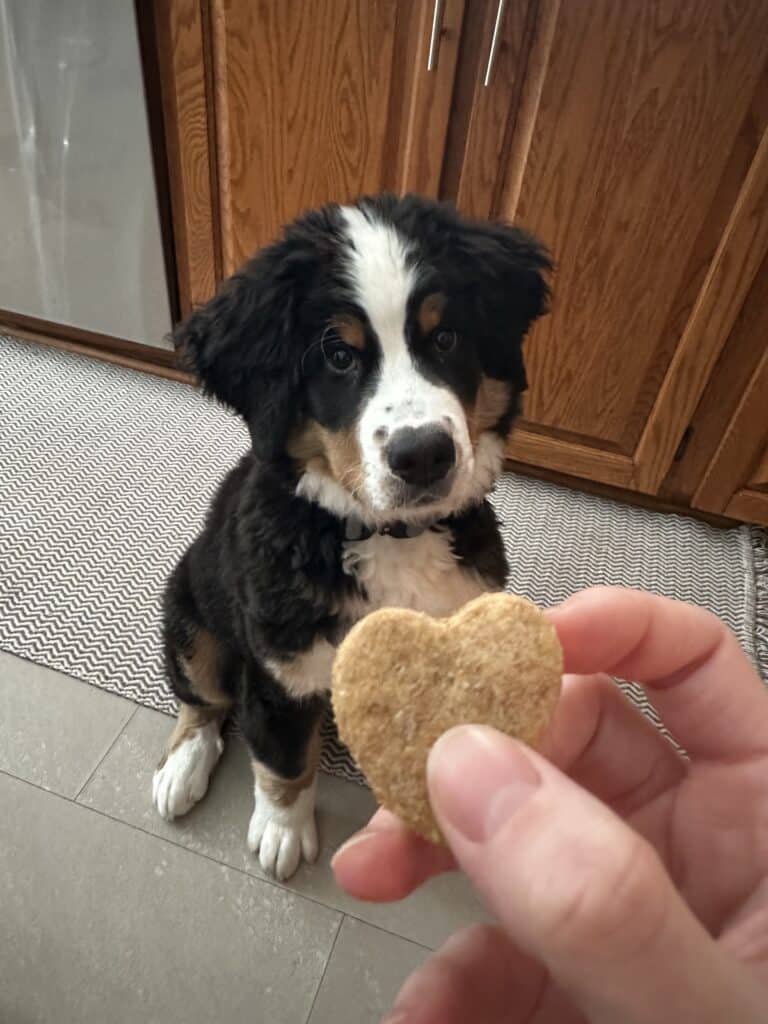 Our Bernese mountain dog staring at a homemade dog treat