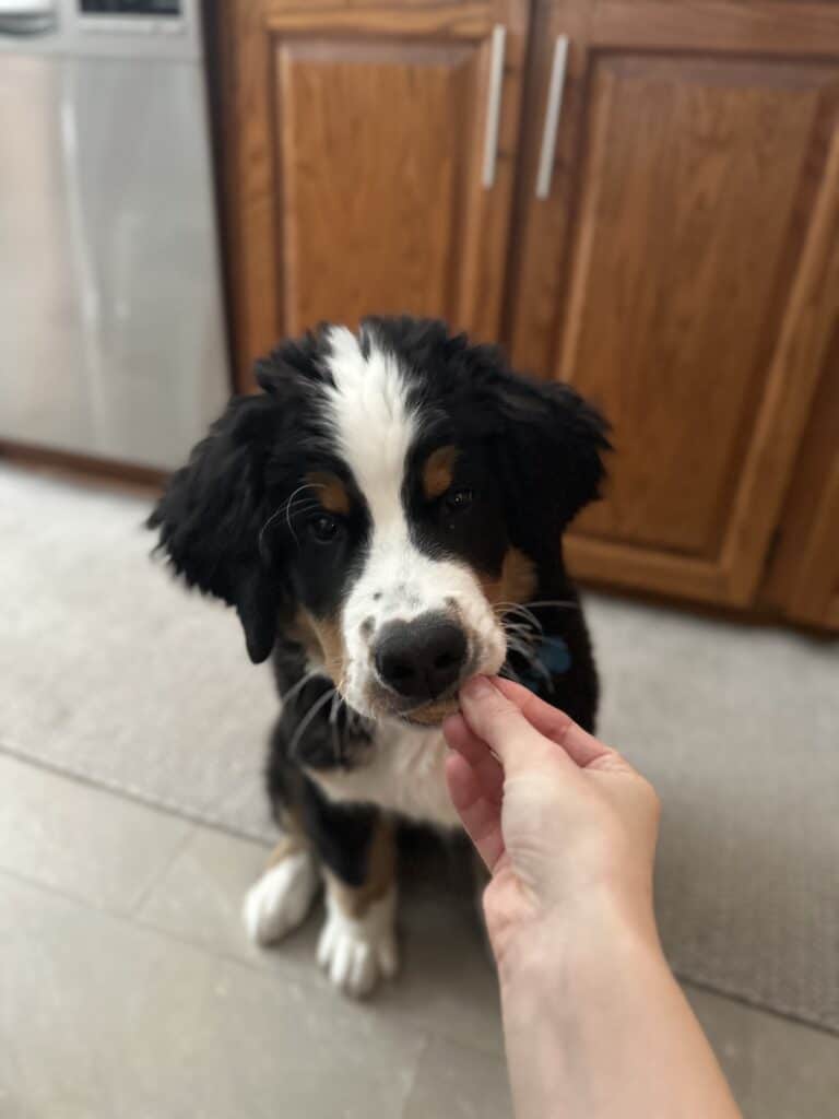 Our Bernese mountain dog eating a homemade dog treat.