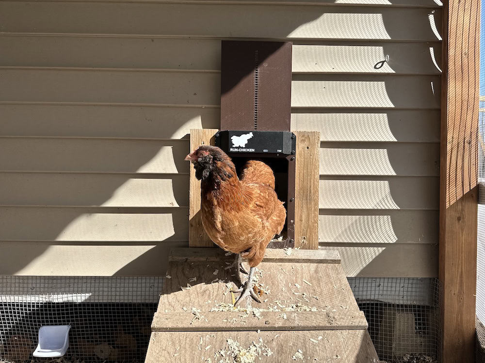 An orange easter egger chicken walking down a chicken ramp and coming out of the Run Chicken automatic chicken coop door.