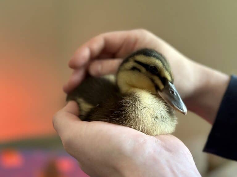 A brown and yellow duckling in Arthur's hands.