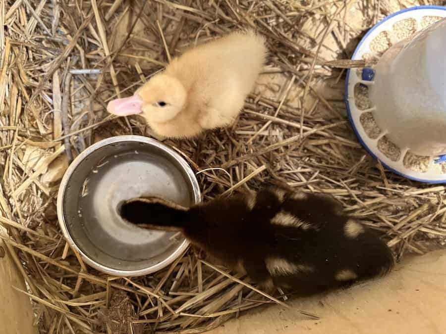 A yellow and brown duckling drinking water out of a metal bowl with duck feed nearby. 